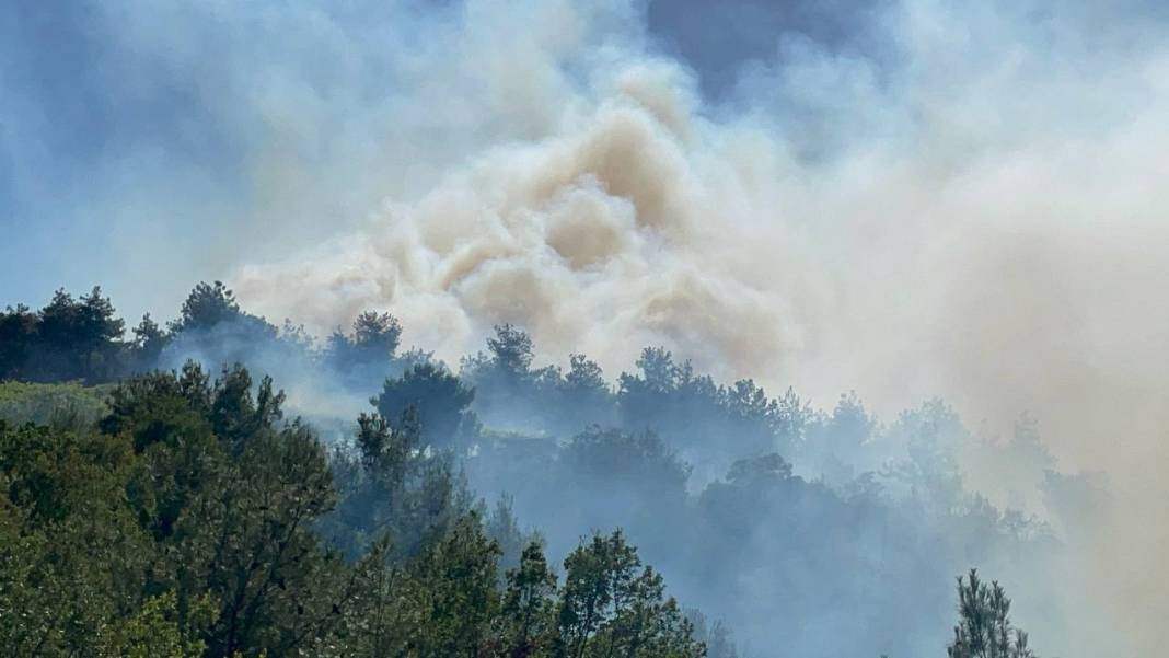 Sakarya'da orman yangını - Resim: 22